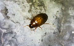 Cymbiodyta bifidus