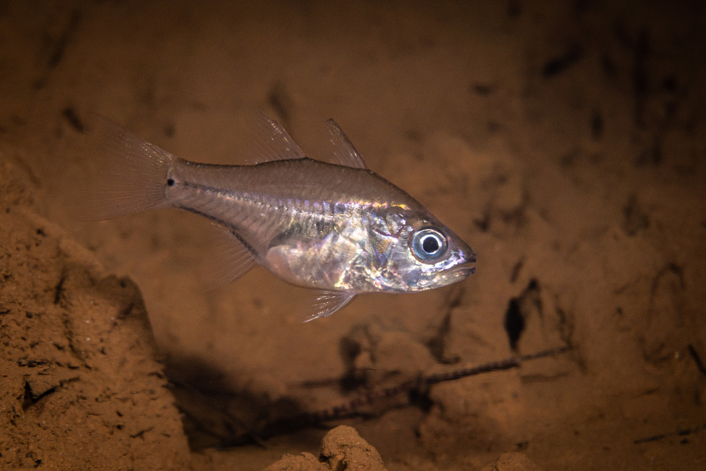 Amboina cardinalfish (Fibramia amboinensis) — Apogonidae