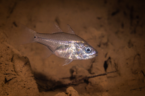 Amboina cardinalfish (Fibramia amboinensis) — Apogonidae