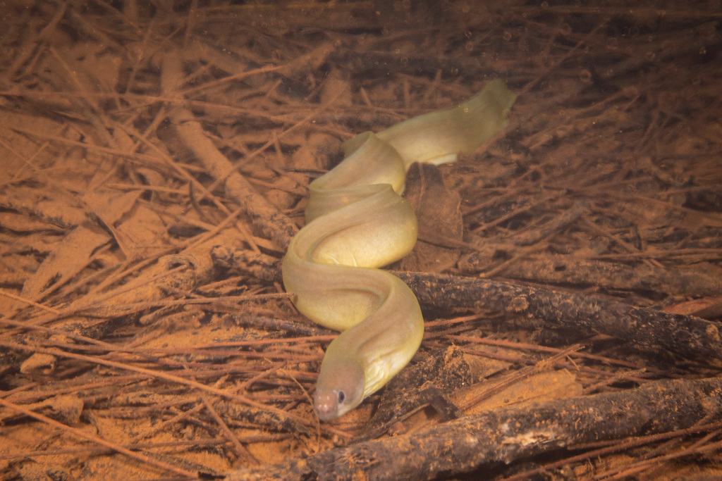 Whitelip moray (Echidna rhodochilus) — Muraenidae