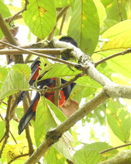 Hypopyrrhus pyrohypogaster