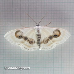 Problepsis conjunctiva