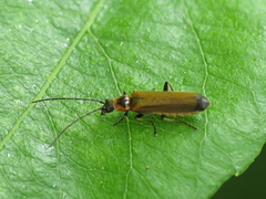 Rhagonycha gilvipennis