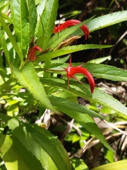 Lobelia persicifolia