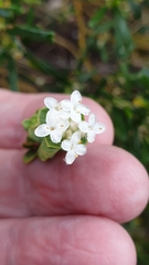 Pimelea flava dichotoma