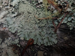 Notoparmelia erumpens