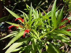 Lobelia persicifolia