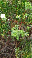 Pimelea flava dichotoma