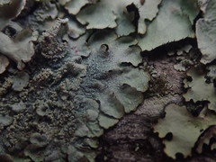 Notoparmelia erumpens