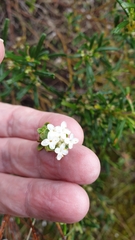 Pimelea flava dichotoma