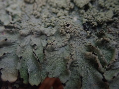 Notoparmelia erumpens
