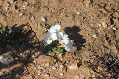 Oxalis sonderiana