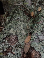 Notoparmelia erumpens