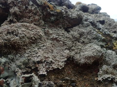 Heterodermia tremulans