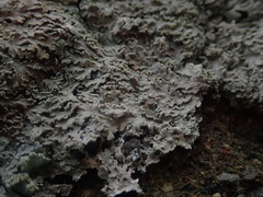 Heterodermia tremulans