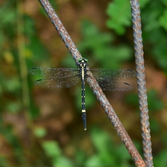 Macrogomphus wynaadicus