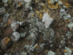 Phaeophyscia hispidula