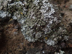 Phaeophyscia hispidula