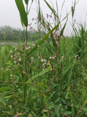 Apocynum venetum