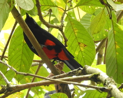 Hypopyrrhus pyrohypogaster