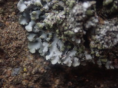Phaeophyscia hispidula
