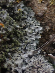 Phaeophyscia hispidula