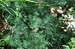 Asparagus tenuifolius