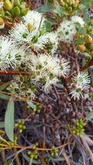 Eucalyptus diversifolia diversifolia