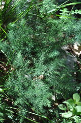 Asparagus tenuifolius