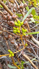 Eucalyptus diversifolia diversifolia
