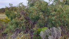 Eucalyptus diversifolia diversifolia
