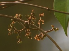 Genianthus laurifolius