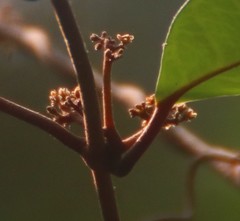 Genianthus laurifolius