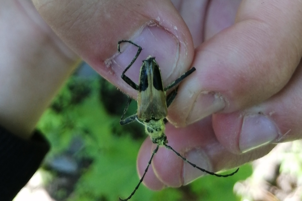 Pachyta bicuneata