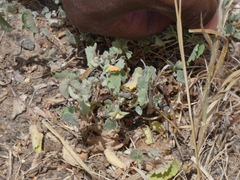 Sphaeralcea coulteri