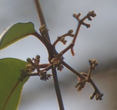 Genianthus laurifolius