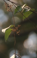 Genianthus laurifolius