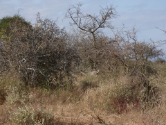 Tragelaphus imberbis