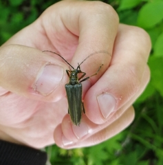 Stenocorus amurensis