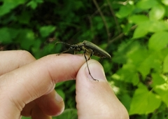 Stenocorus amurensis