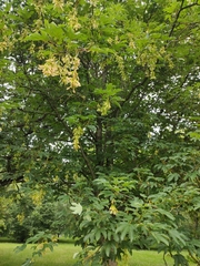 Acer pseudoplatanus