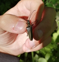 Stenocorus amurensis