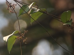 Genianthus laurifolius