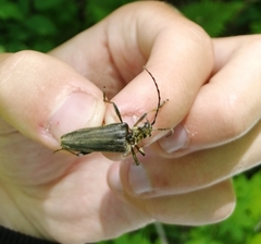 Stenocorus amurensis