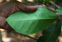 Genianthus laurifolius