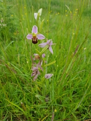 Ophrys apifera