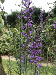 Linaria purpurea