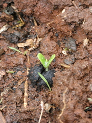 Vachellia xanthophloea