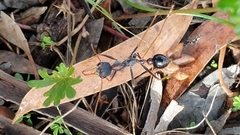 Myrmecia arnoldi