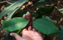 Genianthus laurifolius